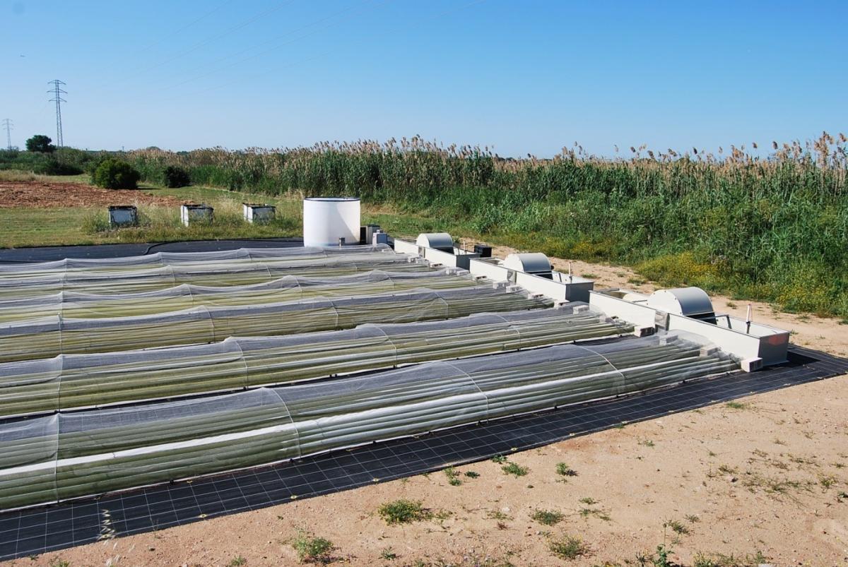 Hybrid photobioreactors and harvesting unit of site 1